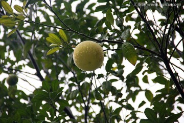 寺庙里的柚子树
