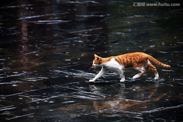 雨中 警惕的猫