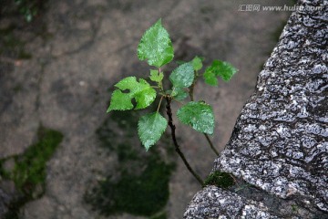 雨后石缝中的小草