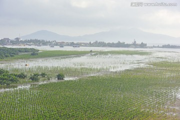 湿地保护 红树林保护区