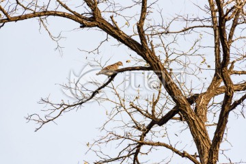 枯树上的珠颈斑鸠