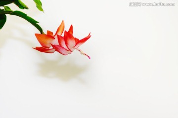 白色背景的蟹爪兰花朵