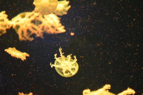 漂浮的水母