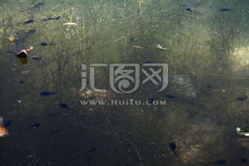 水塘水草蝌蚪