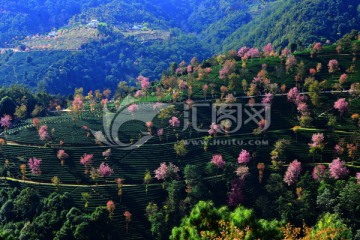 樱花谷 仙境 旅游