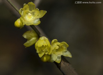 腊梅花