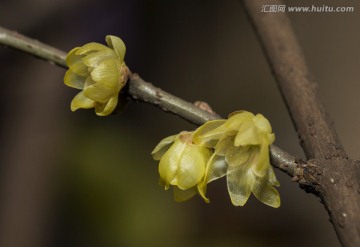 腊梅花