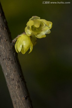 腊梅花