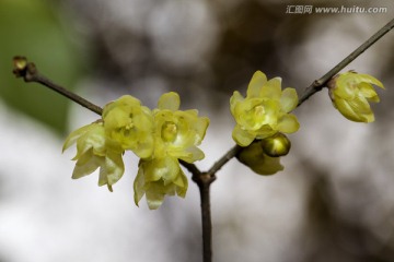 腊梅花