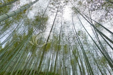 木坑竹海 竹林