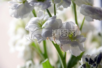 花朵 白色花卉 白色紫罗兰