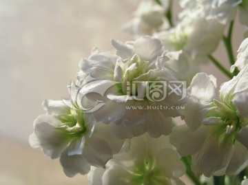 绽放的花朵 白色紫罗兰