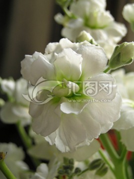 白色花朵 紫罗兰 鲜花