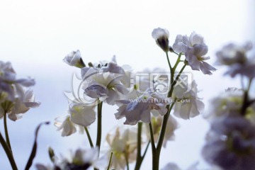 花朵 花卉 紫罗兰