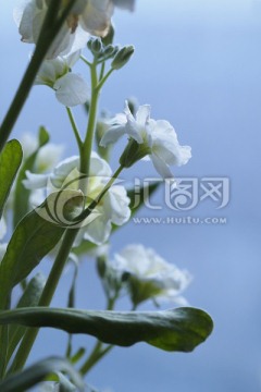 紫罗兰 鲜花 花朵