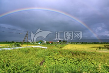 稻田彩虹