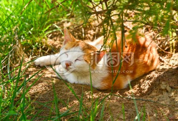 猫咪 黄花猫咪 卧姿 宠物猫