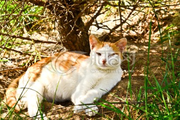 猫咪 黄花猫咪 卧姿 宠物猫