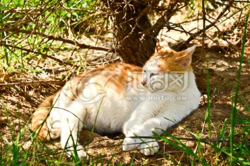 猫咪 黄花猫咪 卧姿 宠物猫