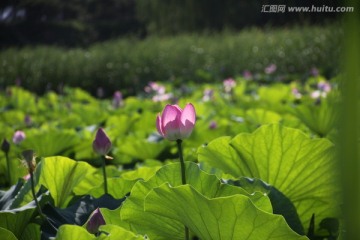 荷花