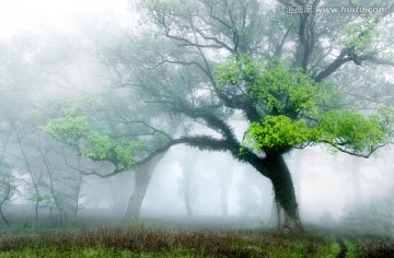 樟树林 晨雾