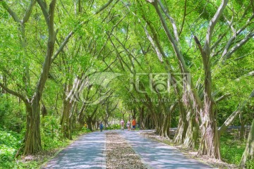 森林小路