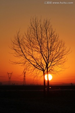 日出 田野 电塔 孤树