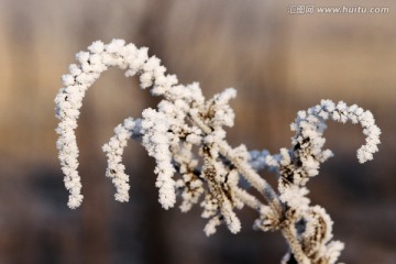 雾凇中的树枝枝叶