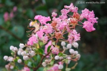 紫薇花