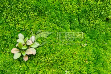 苔藓背景 绿色背景