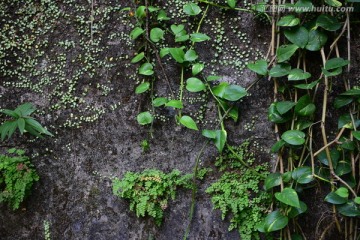 水泥墙 金钱草