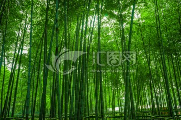 竹林背景 高清竹林