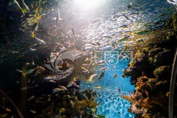 海底世界 海底鱼群