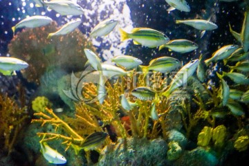海底世界 海底鱼群