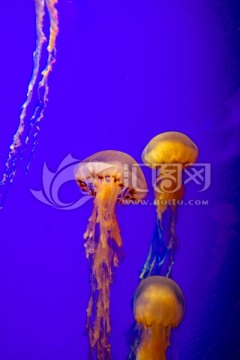 发光水母 漂浮水母 漂亮的水母