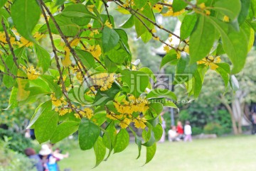 桂花树 盛开的桂花 丹桂飘