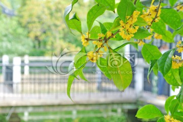 桂花树 开放的桂花