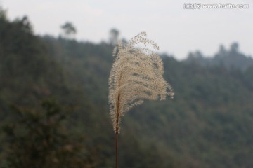 随风飘的小草