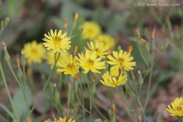 黄色小花