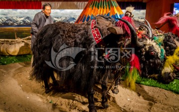 藏区二牛抬杠 藏区农民