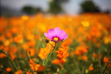 非洲菊