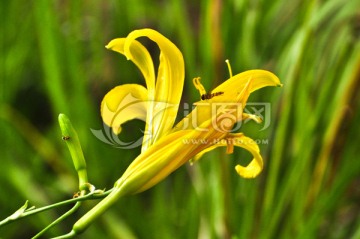 忘忧草 黄花菜 小蜜蜂