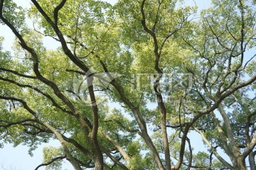 阳光树林 参天大树 原始森林