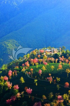 无量山樱花谷