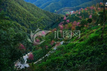 无量山樱花谷