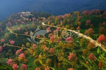 无量山樱花谷