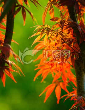 紅葉