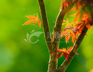 紅葉