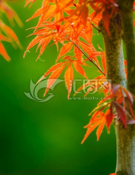 紅葉