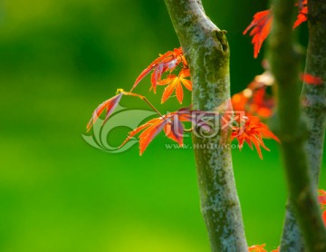 紅葉